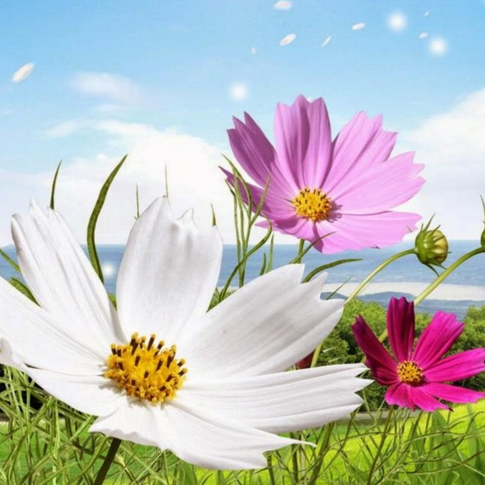 Meet your Posher, Davida